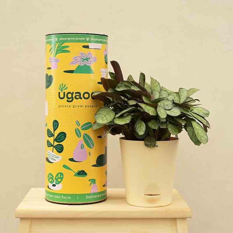 Buy Ugaoo Calathea Prayer Plant - Medium Live Plants from Vaaree