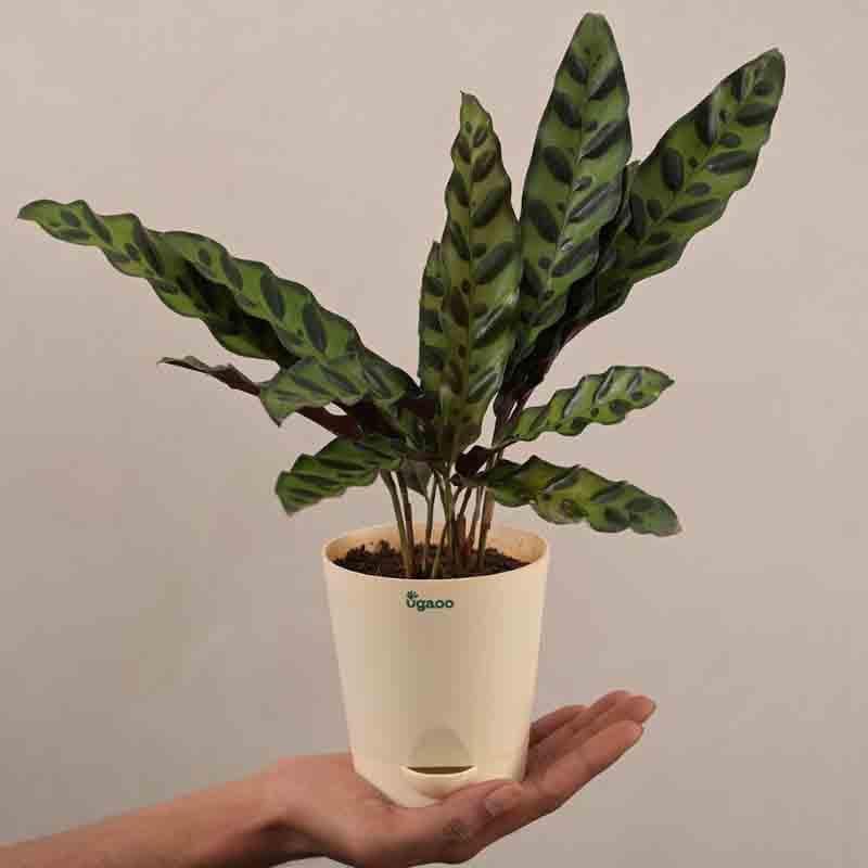 Buy Ugaoo Calathea Rattlesnake Plant Live Plants from Vaaree