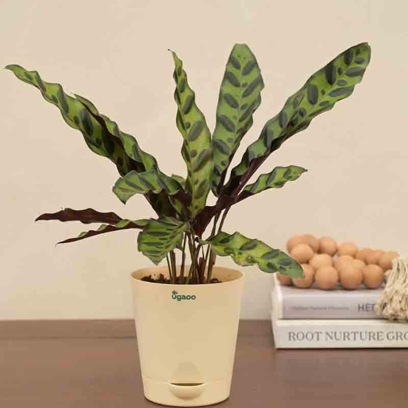 Buy Ugaoo Calathea Rattlesnake Plant Live Plants from Vaaree