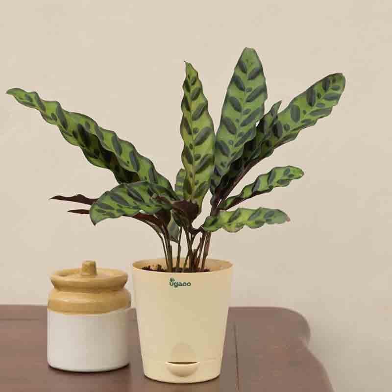 Buy Ugaoo Calathea Rattlesnake Plant Live Plants from Vaaree