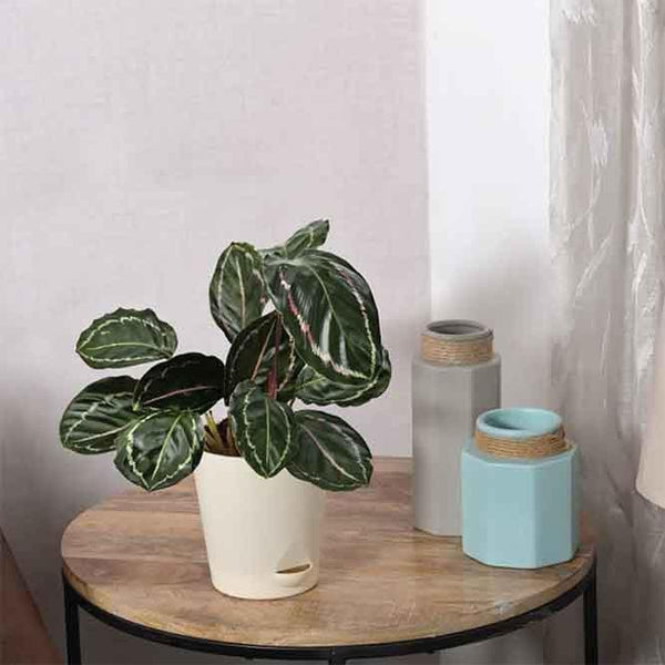 Buy Ugaoo Calathea Roseopicta Plant - Medium Live Plants from Vaaree