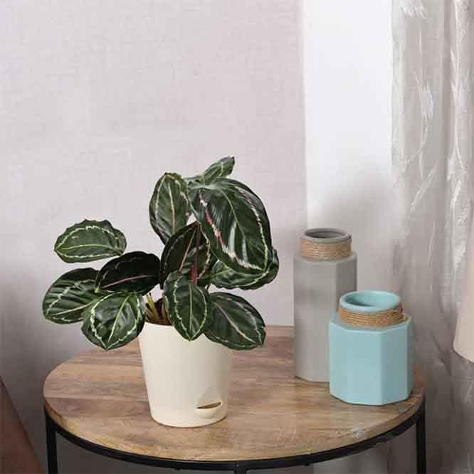 Buy Ugaoo Calathea Roseopicta Plant - Medium Live Plants from Vaaree