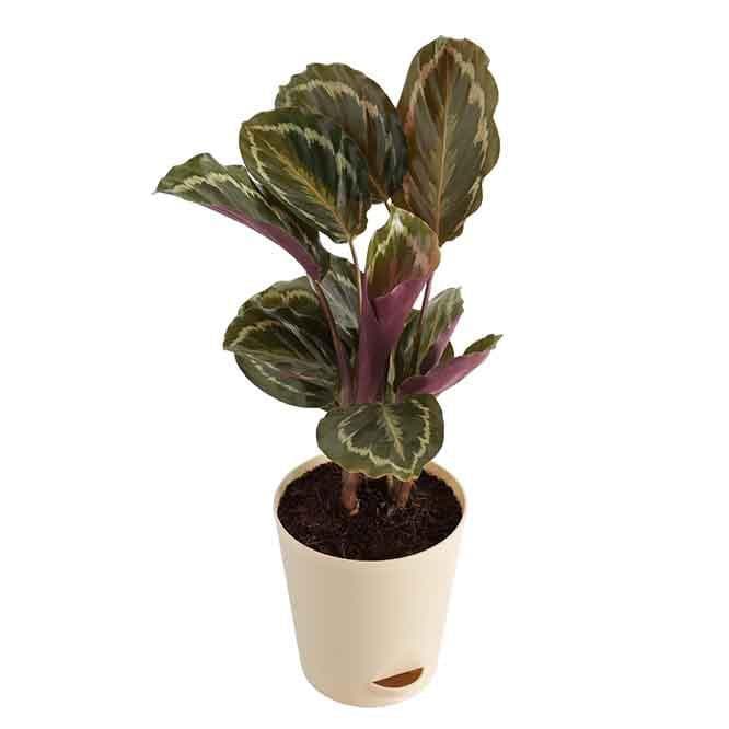Buy Live Plants - Ugaoo Calathea Roseopicta Plant - Medium at Vaaree online