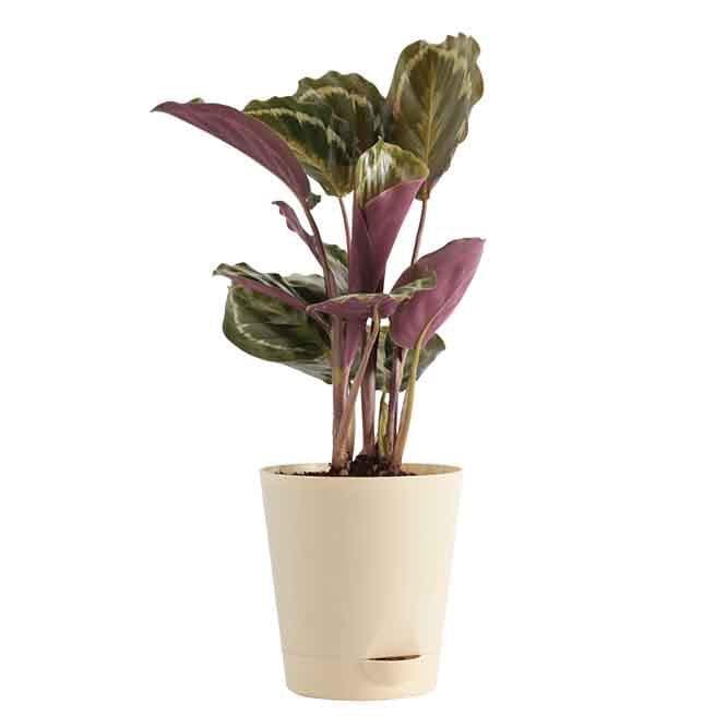 Buy Live Plants - Ugaoo Calathea Roseopicta Plant - Medium at Vaaree online