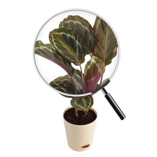 Buy Ugaoo Calathea Roseopicta Plant - Medium Live Plants from Vaaree