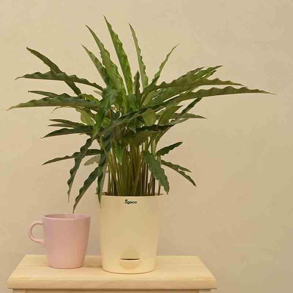 Buy Ugaoo Calathea Rufibarba Plant - Medium Live Plants from Vaaree