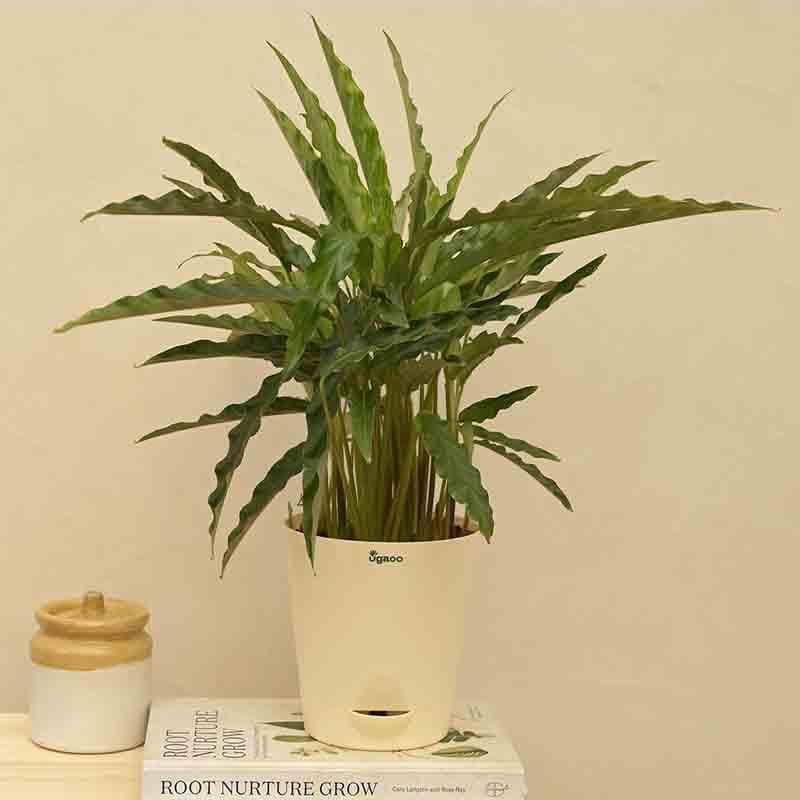 Buy Ugaoo Calathea Rufibarba Plant - Medium Live Plants from Vaaree