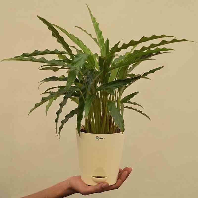 Buy Ugaoo Calathea Rufibarba Plant - Medium Live Plants from Vaaree