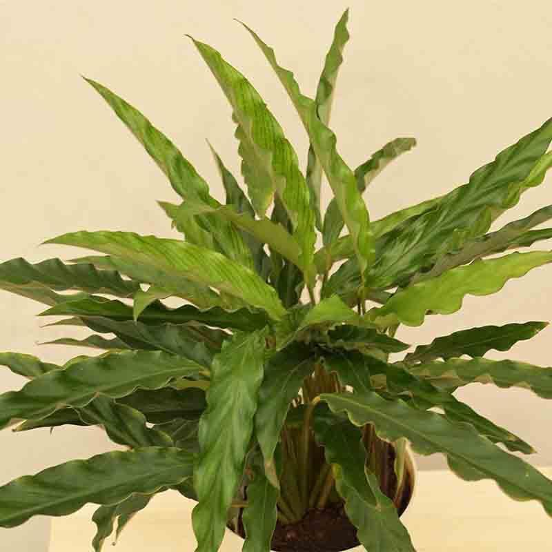 Buy Ugaoo Calathea Rufibarba Plant - Medium Live Plants from Vaaree