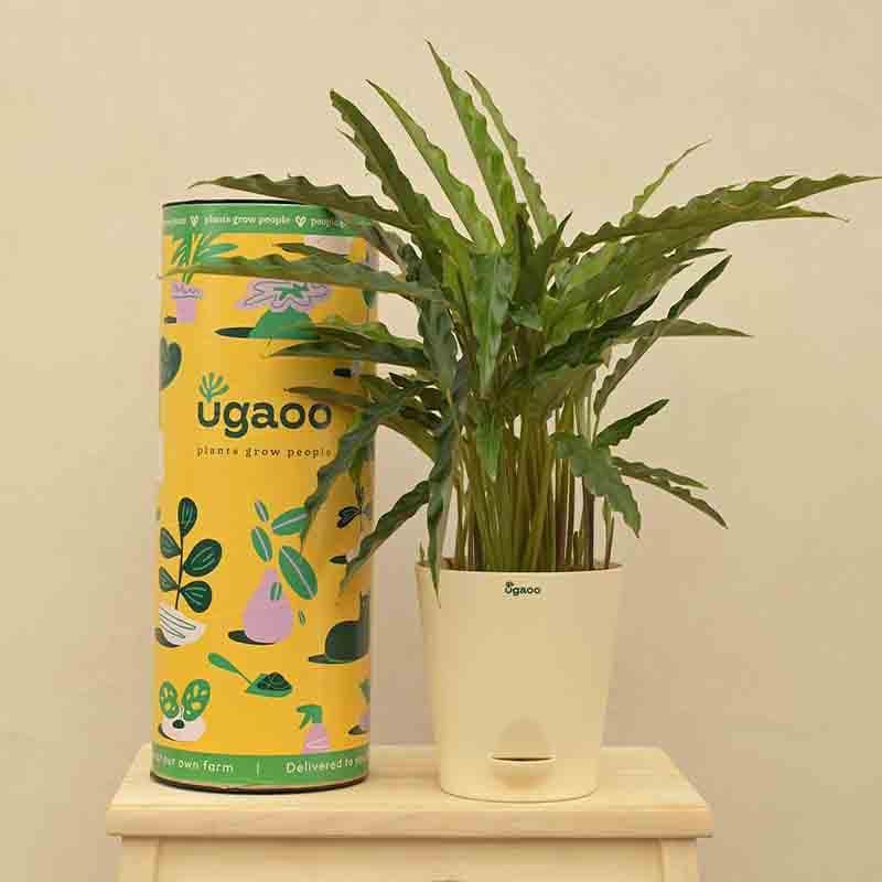 Buy Ugaoo Calathea Rufibarba Plant - Medium Live Plants from Vaaree