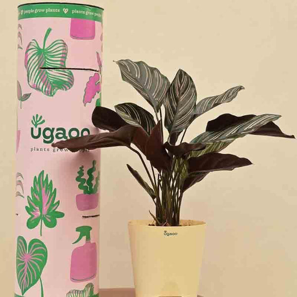 Buy Ugaoo Calathea Sanderiana Plant Live Plants from Vaaree