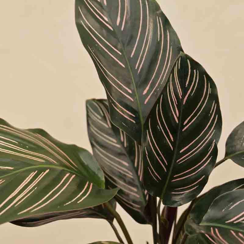 Buy Ugaoo Calathea Sanderiana Plant Live Plants from Vaaree