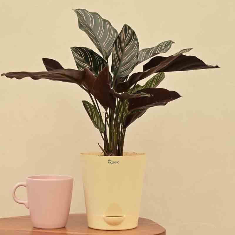 Buy Ugaoo Calathea Sanderiana Plant Live Plants from Vaaree