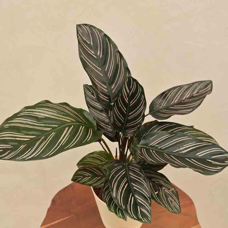 Buy Ugaoo Calathea Sanderiana Plant Live Plants from Vaaree