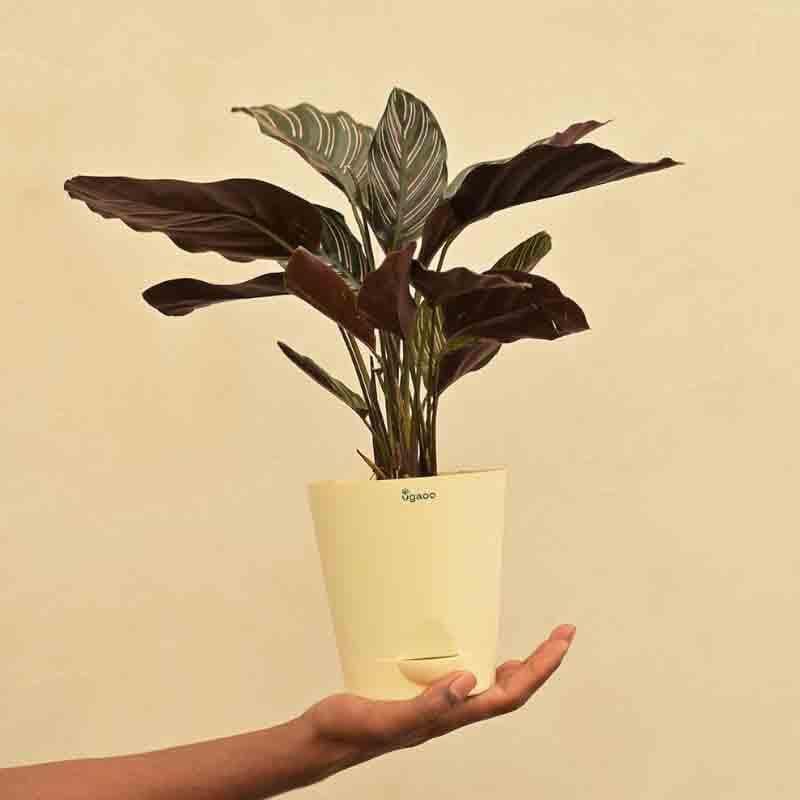 Buy Ugaoo Calathea Sanderiana Plant Live Plants from Vaaree