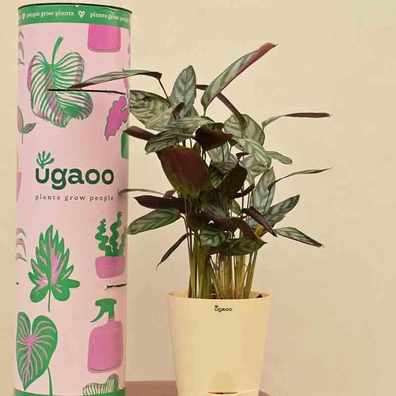 Buy Ugaoo Calathea Setosa Plant - Medium Live Plants from Vaaree