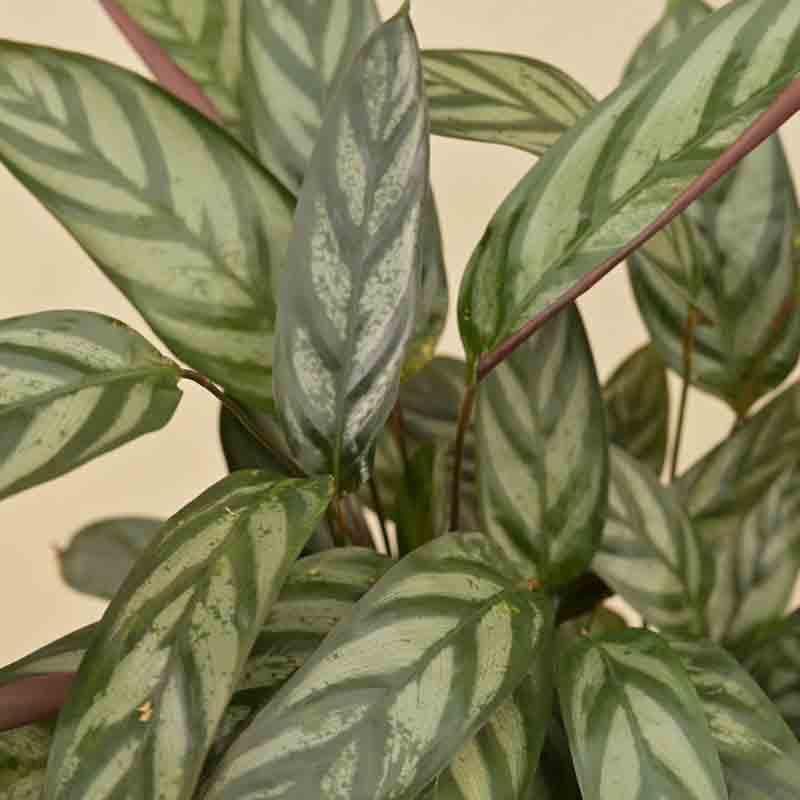 Buy Ugaoo Calathea Setosa Plant - Medium Live Plants from Vaaree