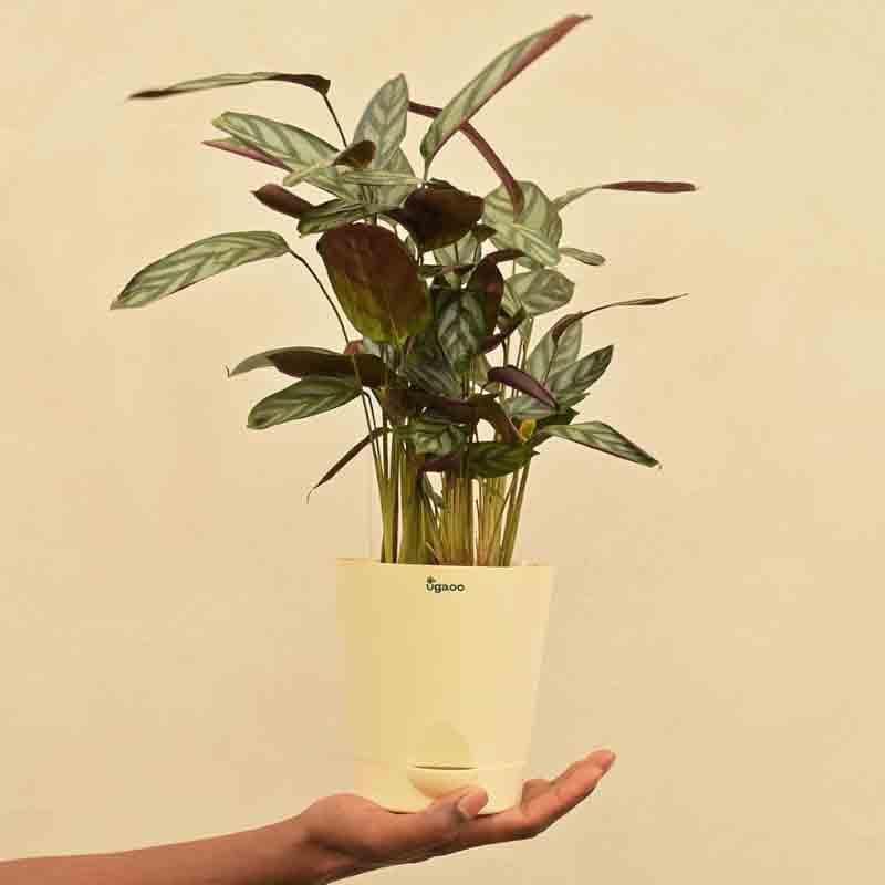 Buy Ugaoo Calathea Setosa Plant - Medium Live Plants from Vaaree