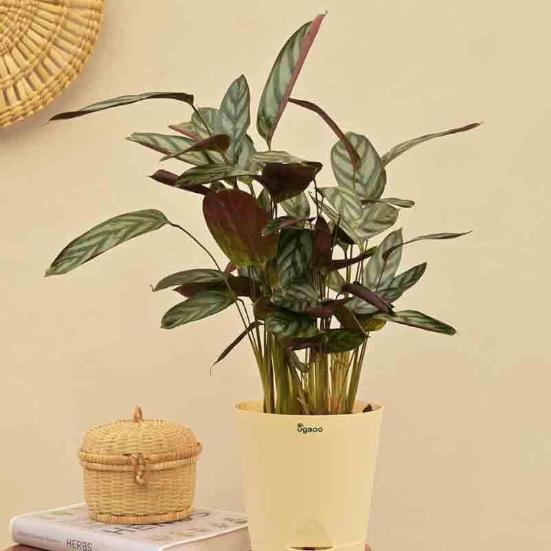 Buy Ugaoo Calathea Setosa Plant - Medium Live Plants from Vaaree