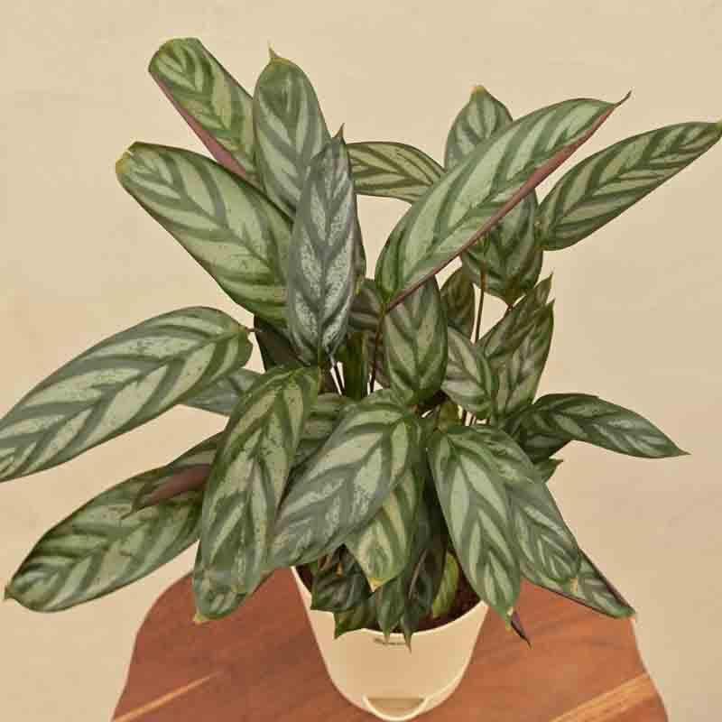 Buy Ugaoo Calathea Setosa Plant - Medium Live Plants from Vaaree