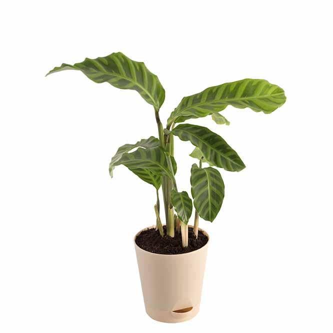 Buy Ugaoo Calathea Zebrina Plant - Medium Live Plants from Vaaree