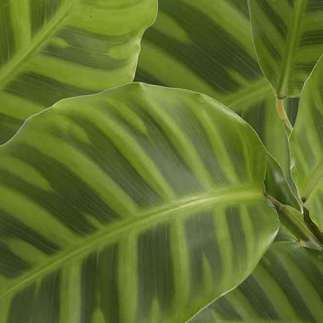 Buy Ugaoo Calathea Zebrina Plant - Medium Live Plants from Vaaree