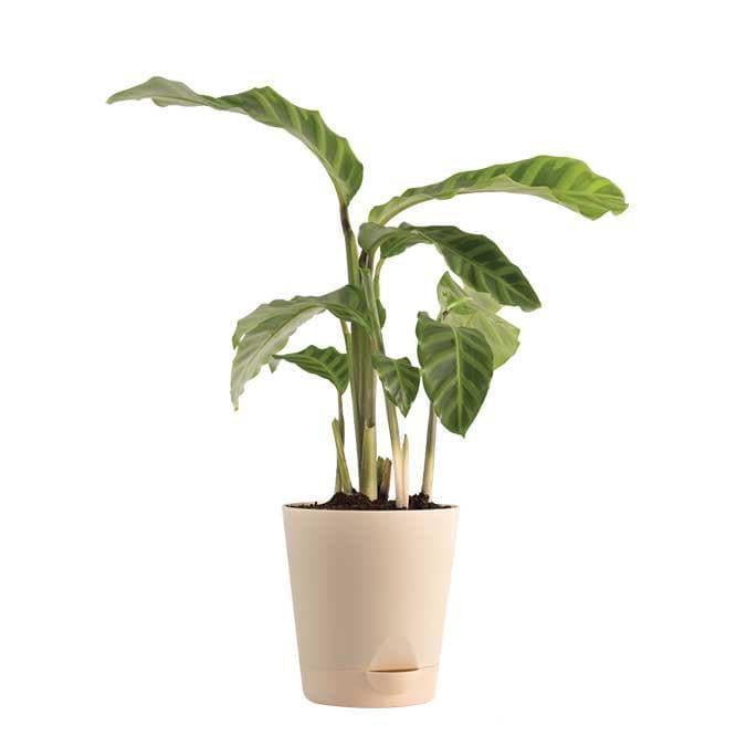 Buy Ugaoo Calathea Zebrina Plant - Medium Live Plants from Vaaree