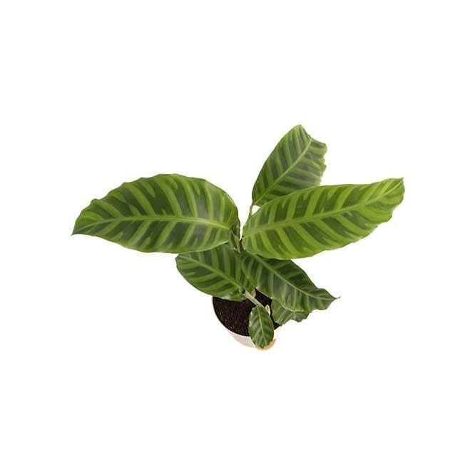 Buy Ugaoo Calathea Zebrina Plant - Medium Live Plants from Vaaree