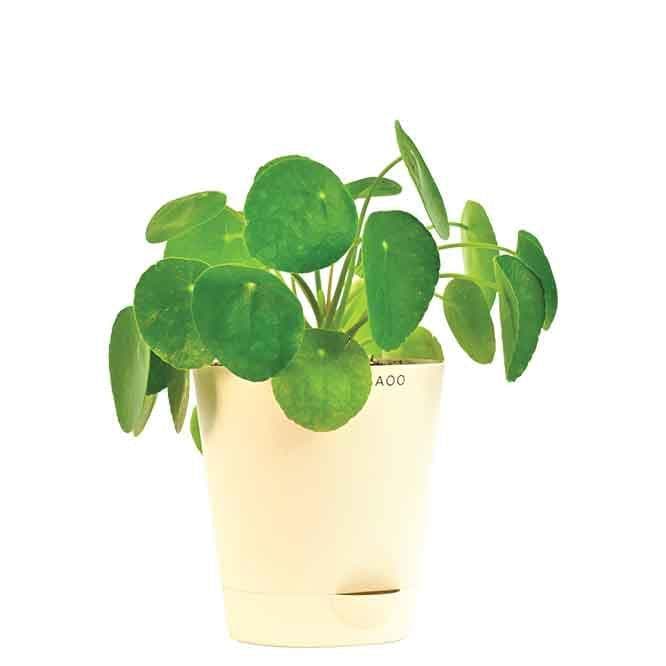 Buy Ugaoo Chinese Money Plant Live Plants from Vaaree