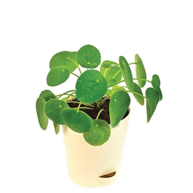 Buy Ugaoo Chinese Money Plant Live Plants from Vaaree