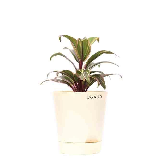 Buy Live Plants - Ugaoo Cordyline Fruticosa Plant at Vaaree online