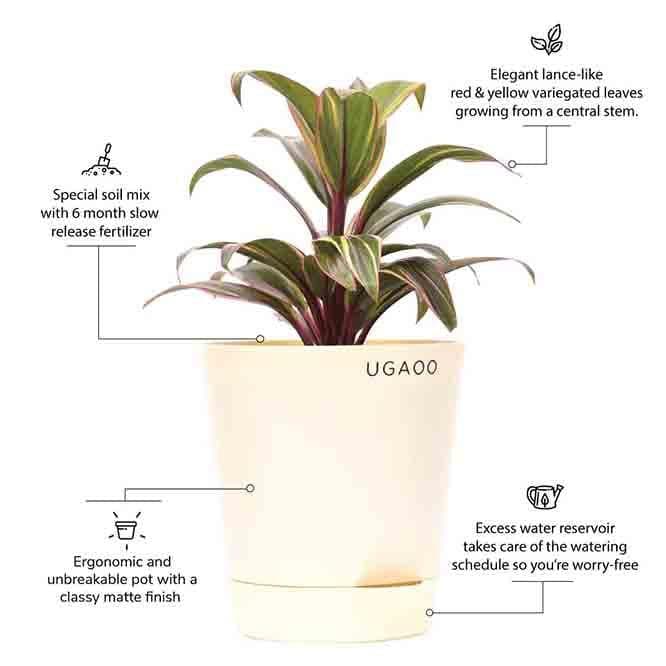 Buy Live Plants - Ugaoo Cordyline Fruticosa Plant at Vaaree online