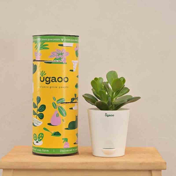 Buy Ugaoo Crassula Ovata Plant Live Plants from Vaaree