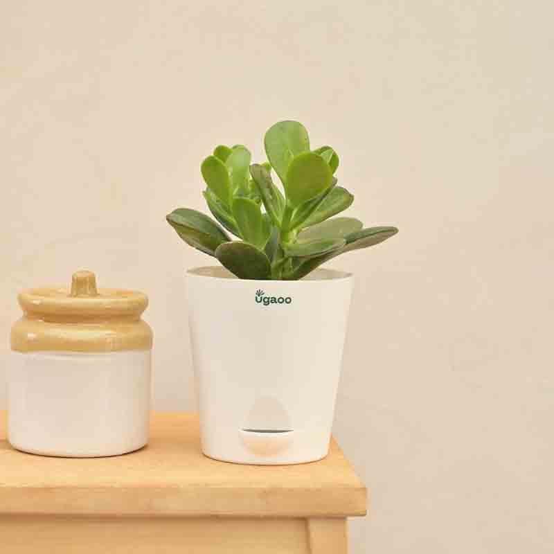 Buy Ugaoo Crassula Ovata Plant Live Plants from Vaaree