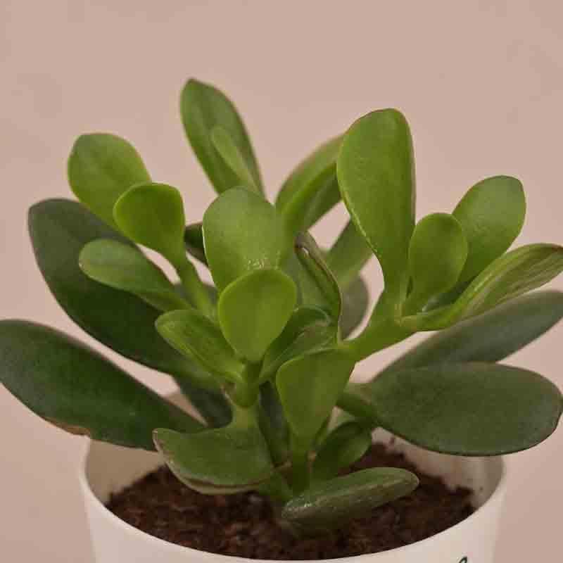 Buy Ugaoo Crassula Ovata Plant Live Plants from Vaaree