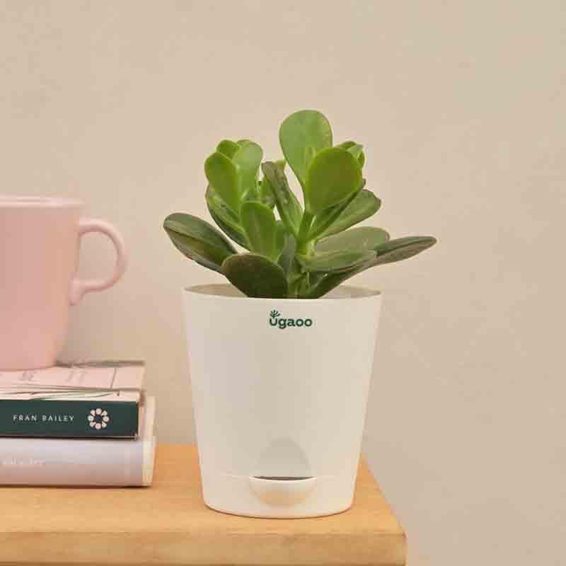 Buy Ugaoo Crassula Ovata Plant Live Plants from Vaaree