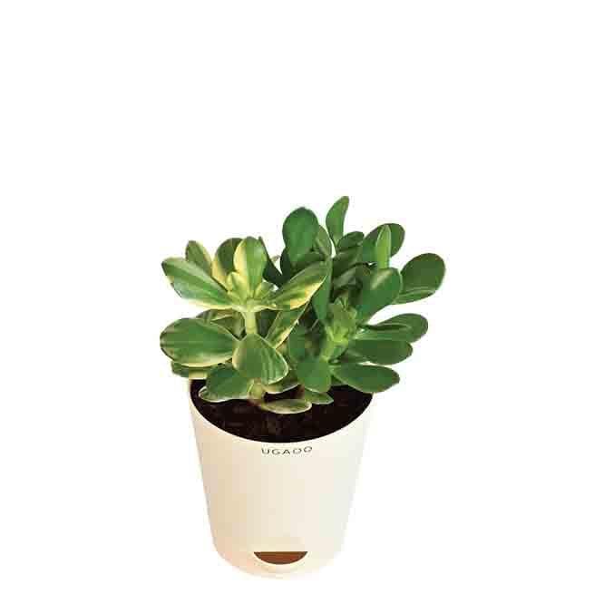 Buy Live Plants - Ugaoo Crassula Ovata Variegated Plant at Vaaree online