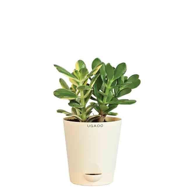 Buy Ugaoo Crassula Ovata Variegated Plant Live Plants from Vaaree