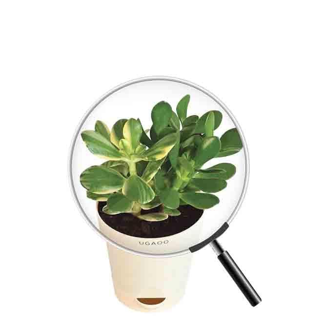 Buy Ugaoo Crassula Ovata Variegated Plant Live Plants from Vaaree