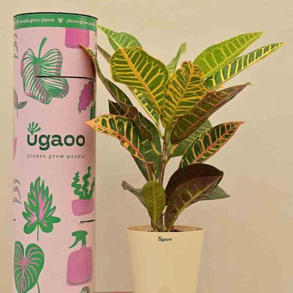 Buy Ugaoo Croton Petra Plant Live Plants from Vaaree