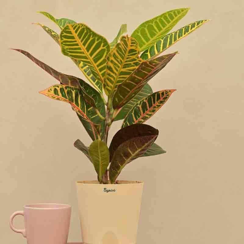 Buy Ugaoo Croton Petra Plant Live Plants from Vaaree