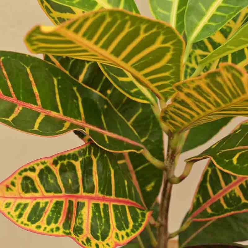 Buy Ugaoo Croton Petra Plant Live Plants from Vaaree