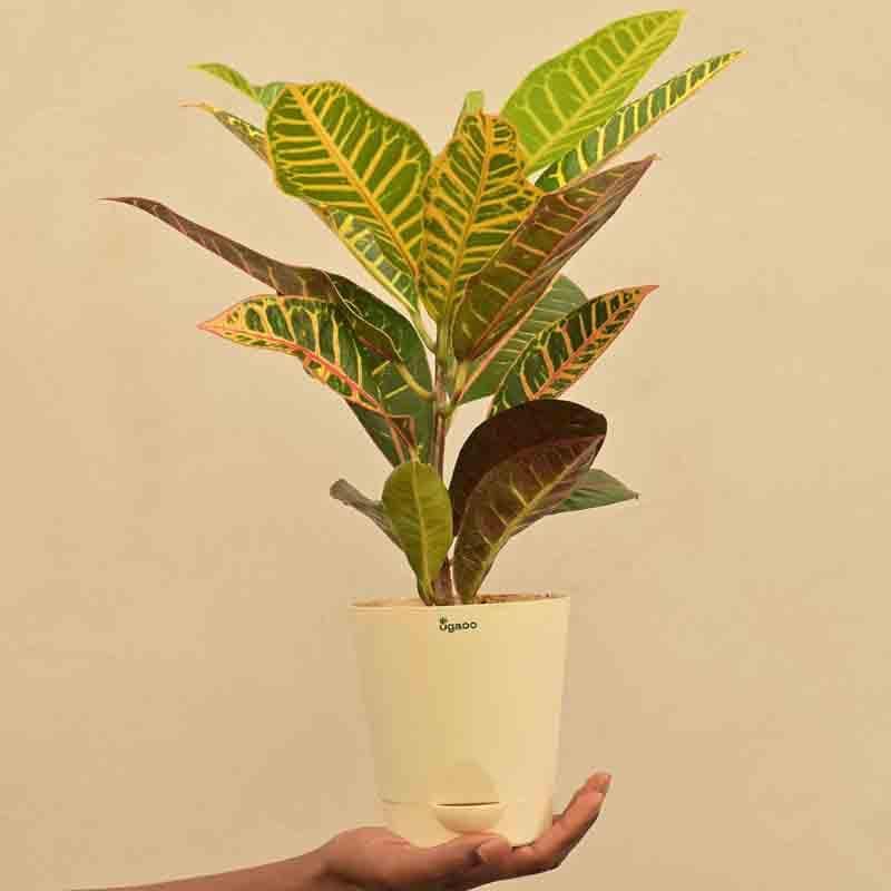 Buy Ugaoo Croton Petra Plant Live Plants from Vaaree