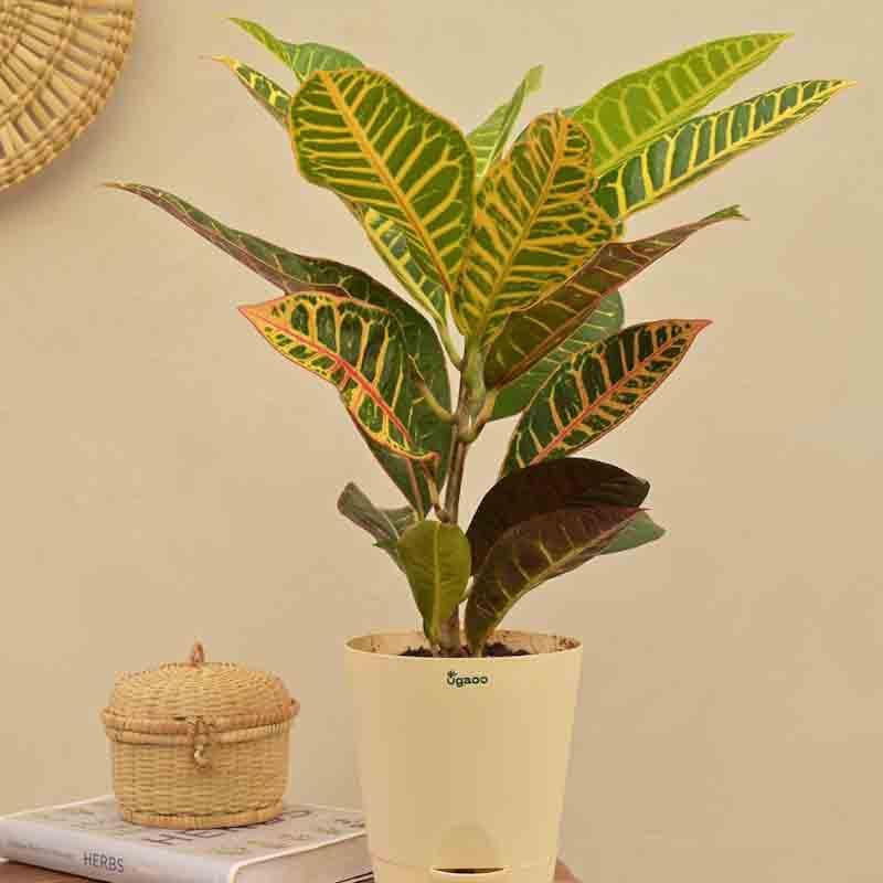 Live Plants - Ugaoo Croton Petra Plant