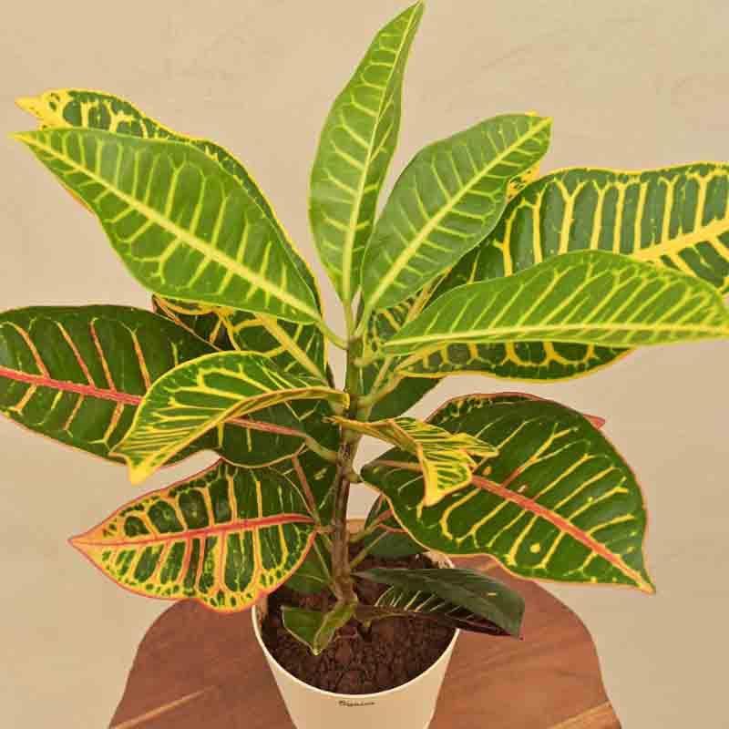 Buy Ugaoo Croton Petra Plant Live Plants from Vaaree