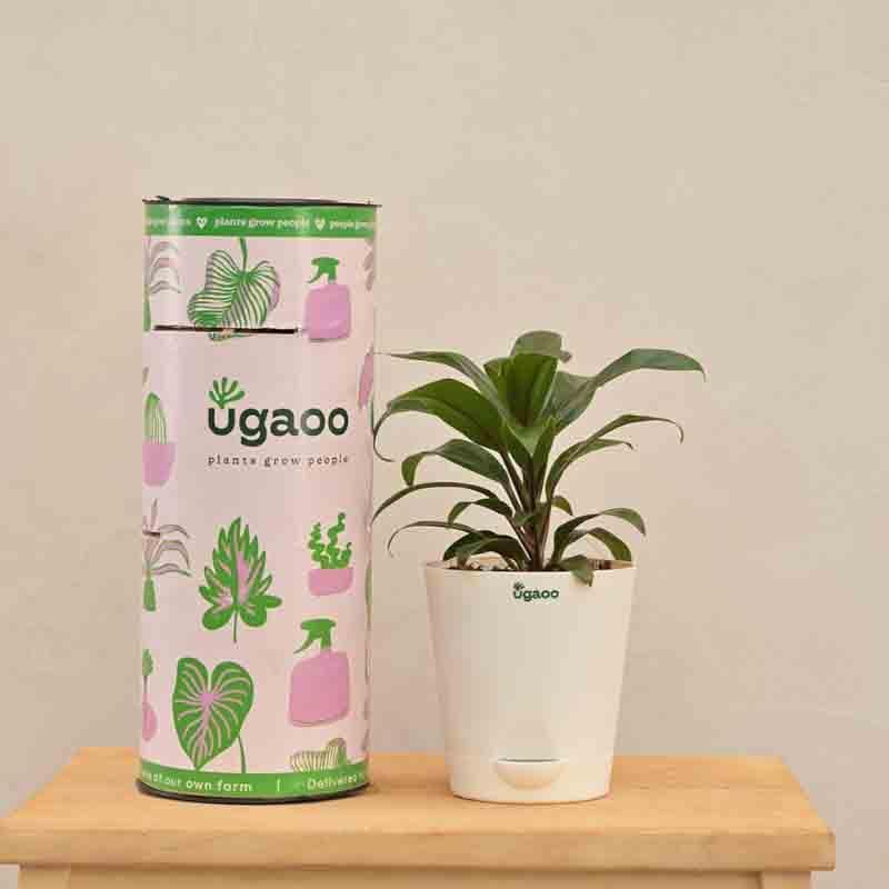 Buy Ugaoo Dracaena Coffee Plant Live Plants from Vaaree