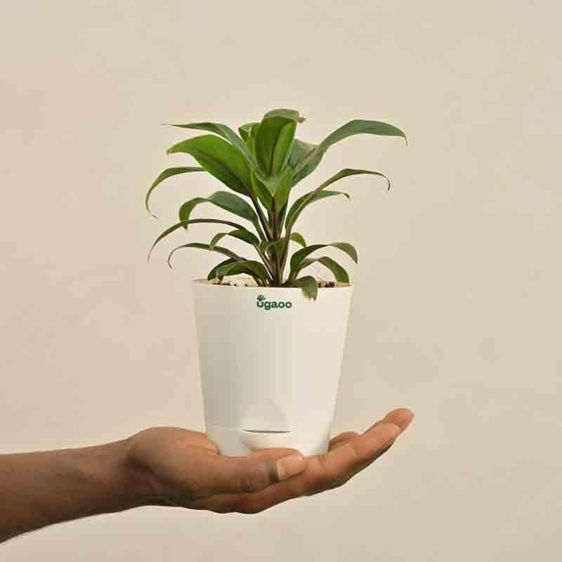 Buy Ugaoo Dracaena Coffee Plant Live Plants from Vaaree