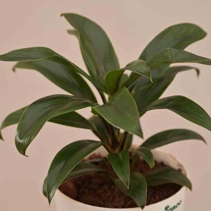 Buy Ugaoo Dracaena Coffee Plant Live Plants from Vaaree