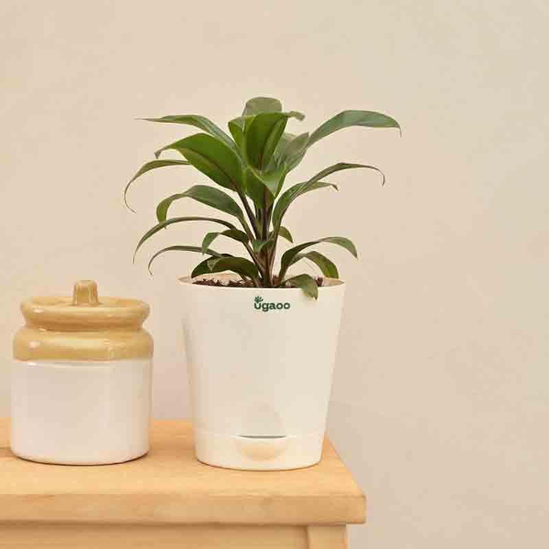 Buy Ugaoo Dracaena Coffee Plant Live Plants from Vaaree