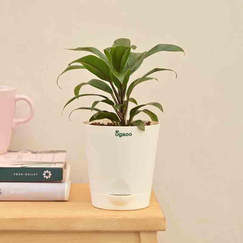 Buy Ugaoo Dracaena Coffee Plant Live Plants from Vaaree